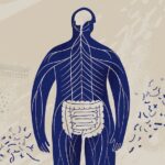 GutHealthIllustration