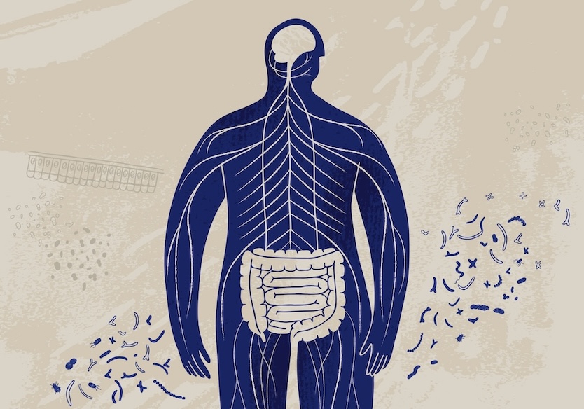 GutHealthIllustration